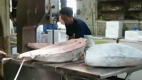 加工厂处理冰冻金枪鱼,在专业的机器上,石头一样的鱼肉也跟豆腐一样
