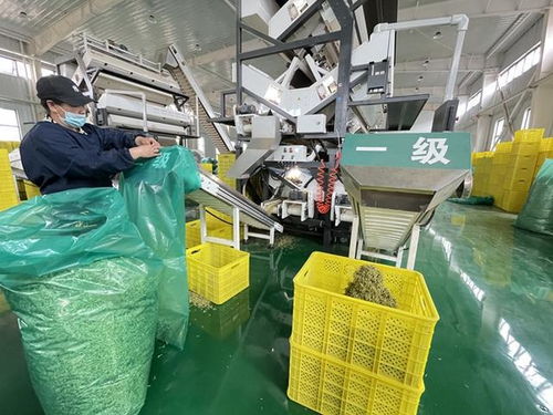 从1株到14万亩 通渭县金银花产业发展见闻